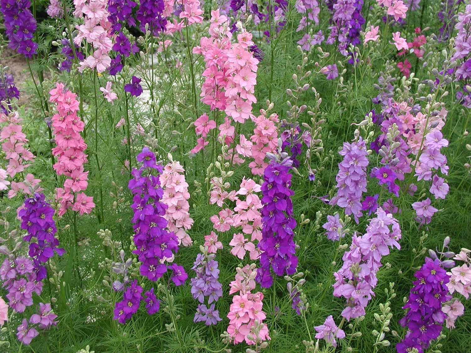 Giant Imperial Larkspur